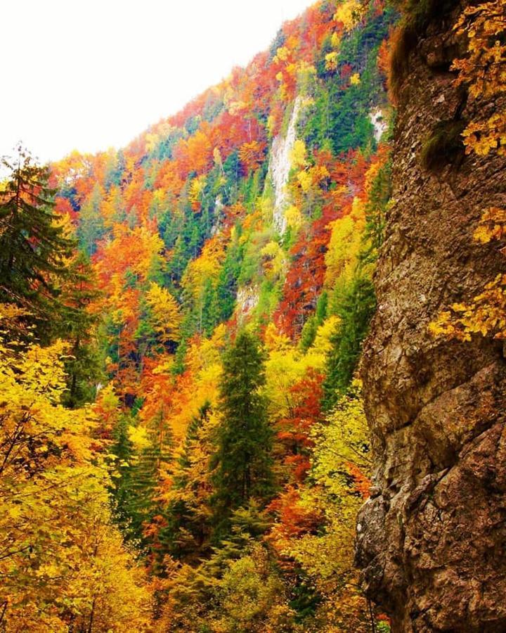 Mountain Vista Suites Zărneşti Bagian luar foto